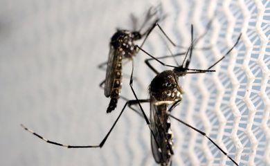 Mosquitos de Aedes aegypti são vistos no laboratório da Oxitec em Campinas