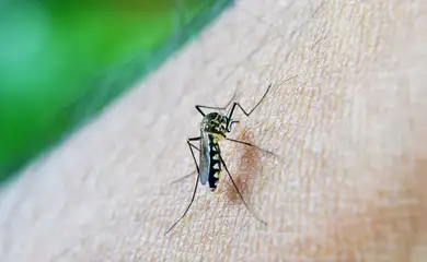 mosquito-213805_1920 (2)