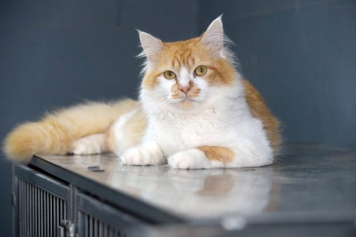 WhatsApp Image 2025-04-03 at 16.13.22